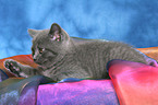 British Shorthair Kitten