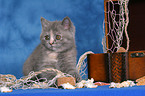 British Shorthair Kitten