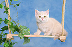 British Shorthair Kitten on swing