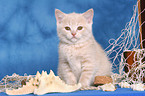 British Shorthair Kitten