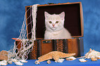 British Shorthair Kitten