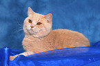 British Shorthair tomcat