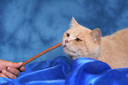 snuffling British Shorthair tomcat