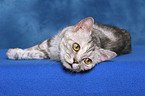 lying British Shorthair