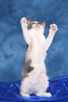 British Shorthair Kitten sit up and beg