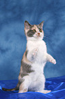 British Shorthair Kitten sit up and beg