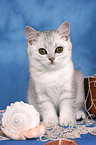 British Shorthair Kitten