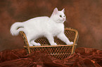 British Shorthair Kitten on bench