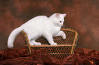 British Shorthair Kitten on bench