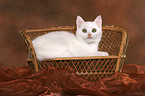 British Shorthair Kitten on bench