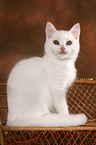 British Shorthair Kitten on bench