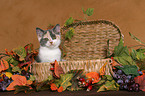 British Shorthair Kitten in basket