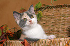 British Shorthair Kitten in basket