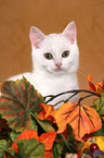 British Shorthair Kitten