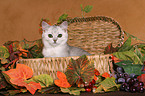 British Shorthair Kitten in basket