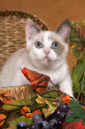 British Shorthair Kitten in basket