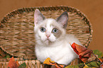 British Shorthair Kitten in basket