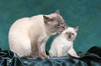 British Shorthair and kitten