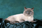 lying British Shorthair