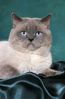 British Shorthair tomcat