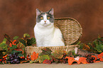 British Shorthair she-cat in basket