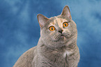 British Shorthair Portrait