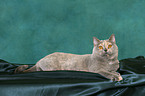 lying British Shorthair