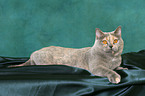 lying British Shorthair