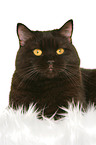 British Shorthair tomcat