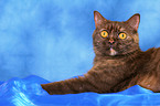 lying British Shorthair