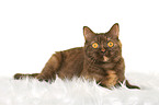 lying British Shorthair