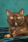 British Shorthair she-cat