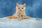 British Shorthair kitten in basket