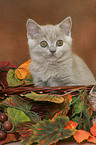 British Shorthair kitten in basket