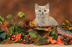 British Shorthair kitten in basket