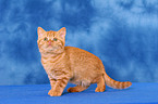 standing British Shorthair kitten