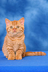 sitting red British Shorthair kitten