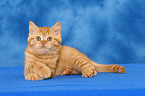 lying British Shorthair kitten