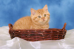 British Shorthair kitten in basket