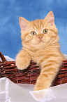 British Shorthair kitten in basket