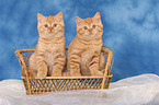 2 sitting British Shorthair kitten