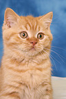 British Shorthair kitten portrait