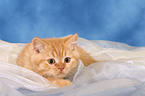 lying British Shorthair kitten