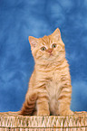 sitting British Shorthair kitten