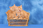 2 sitting British Shorthair kitten