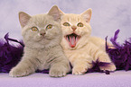 2 lying British Shorthair kitten