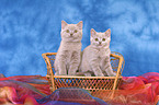 2 sitting British Shorthair kitten