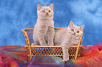 2 British Shorthair kitten