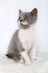 british shorthair kitten