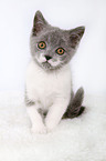 british shorthair kitten